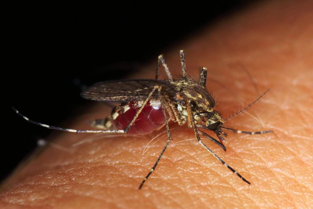 professional mosquito control services