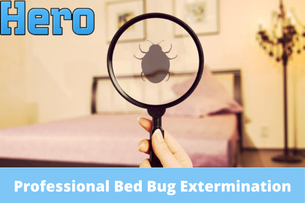 Professional Bed Bug Extermination